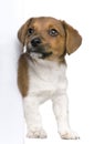 Jack russel terrier puppy Royalty Free Stock Photo