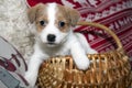 Jack russel terrier puppy Royalty Free Stock Photo