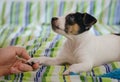 Jack russel terrier puppy is lying on the bed with colorful linens and the human`s hand keeping dog`s paw Royalty Free Stock Photo