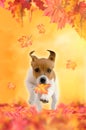 Jack Russel Terrier puppy playing in autumn Royalty Free Stock Photo