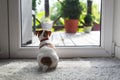 Jack russel terrier puppy sitting near door Royalty Free Stock Photo