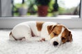 Jack russel terrier puppy sleeping on white carped Royalty Free Stock Photo