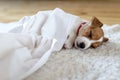 Jack russel terrier puppy sleeping on white carped Royalty Free Stock Photo