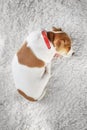 Jack russel terrier puppy sleeping on white carped Royalty Free Stock Photo