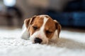 A Jack Russel Terrier puppy sleeps on white carpet Royalty Free Stock Photo