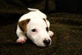 Jack Russell Terrier Puppy