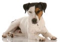 Jack russel terrier resting Royalty Free Stock Photo