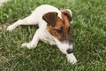 Jack Russel Terrier resting in a field Royalty Free Stock Photo