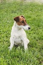 Jack Russel Terrier resting in a field Royalty Free Stock Photo