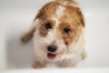 Hard haired pedigreed Jack Russell Terrier on white background isolated
