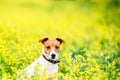 Jack Russel Terrier on yellow rape flowers meadow Royalty Free Stock Photo