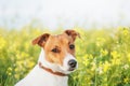 Jack Russel Terrier on yellow rape flowers meadow Royalty Free Stock Photo