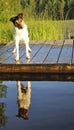 Jack Russel want to swim Royalty Free Stock Photo