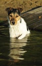 Jack Russel water portrait Royalty Free Stock Photo