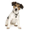 Jack russell (4 years) Royalty Free Stock Photo