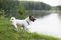 Jack Russell on the banks of the river Royalty Free Stock Photo