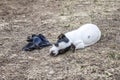 Jack Russell bitting the grass Royalty Free Stock Photo