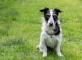 Jack Russell cross dog staring into eyes.