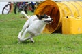 Dog agility in action. The dog exiting the tunnel. Royalty Free Stock Photo