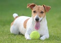 Jack Russell dog with ball