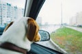 Jack russell dog behind car window watching the rain. Sad dog looking through car glass on a rainy day