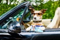 Dog drivers license driving a car Royalty Free Stock Photo