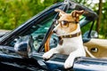 Dog drivers license driving a car Royalty Free Stock Photo