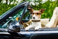 Dog drivers license driving a car Royalty Free Stock Photo