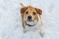 Jack Russell dog catching snow flakes