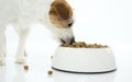 JACK RUSSELL DOG EATING FOOD IN A BOWL. ISOLATED IN WHITE BACKGROUND WITH COPY SPACE. Royalty Free Stock Photo