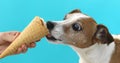 Jack russell dog eating ice cream on a cone waffle