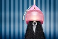 Dog at hairdressers salon Royalty Free Stock Photo