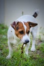 Jack Russell dog hunting prey