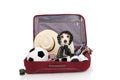 JACK RUSSELL DOG INSIDE A RED MODERN BAGGAGE OR LUGGAGE GOING ON VACATIONS. ISOLATED AGAINST WHITE BACKGROUND Royalty Free Stock Photo