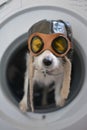 JACK RUSSELL DOG INSIDE A WASHING MACHINE WEARING A AVIATOR OR P