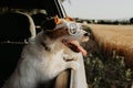 Jack russell dog looking out car window on summer. traveling with pets and road trip concept Royalty Free Stock Photo
