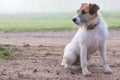 Jack Russell dog looking for trouble Royalty Free Stock Photo