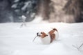 Jack Russell dog outdoors in winter Royalty Free Stock Photo