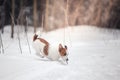 Jack Russell dog outdoors in winter Royalty Free Stock Photo