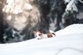 Jack Russell dog outdoors in winter Royalty Free Stock Photo