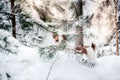 Jack Russell dog outdoors in winter Royalty Free Stock Photo