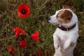 JACK RUSSELL DOG ON POPPIE FIELD STANDING ON TWO LEGS