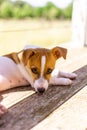 Jack Russell puppy resting in the shade