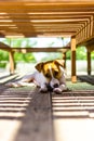 Jack Russell puppy resting in the shade