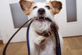 Jack russell dog ready for a walk, with blue leather on its mouth at door entrance Royalty Free Stock Photo