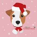 Jack Russell dog with red Santa`s hat