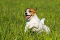 Jack Russell Dog is running on the green grass Royalty Free Stock Photo