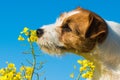 Jack russell dog sniffing yellow wraps flowers