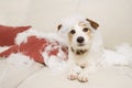 Jack russell dog on a sofa with innocent expression after bite and destroy a pillow homeware. untrained puppy left alone at home