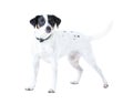 Jack Russell dog, studio and white background with pet care, healthy and isolated with wellness. Canine animal, puppy